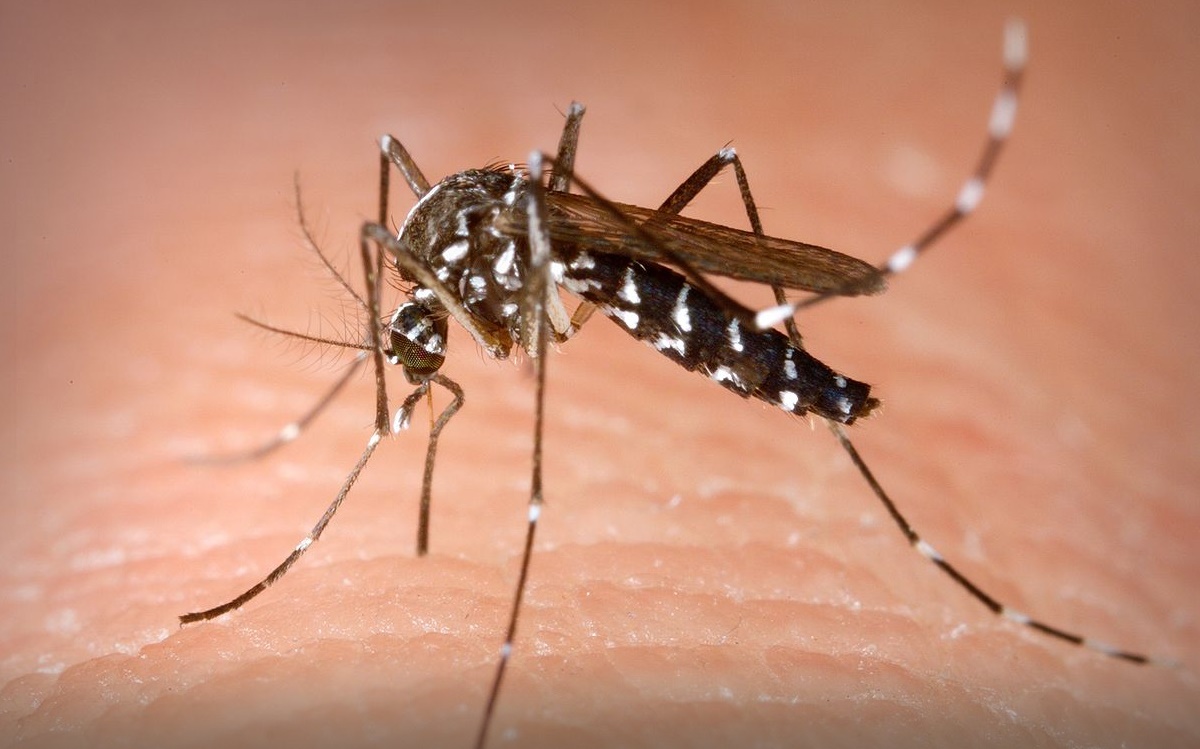 Aedes albopictus female mosquito obtaining a blood meal from a human host